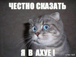 Кот это сделал