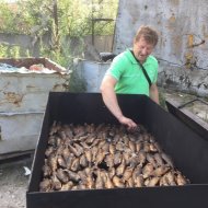 Окунь,на черёмухе м м м;)