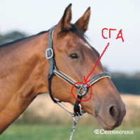 Ни зги не видно - сга (согнутое)- кольцо (старорусское слово).  Глухая согласная озвончается - зга. Так обычно называют кольцо в узде. Случаются такие "бессветные" ночи, что даже находящееся в 1-2 метрах (во втором случае - запряжённая в повозку лошадь) отполированное кожаными деталями узды металлическое кольцо не различимо - тогда и говорят: сги не видно. «сътьга» - это бред))) к сожалению. Автор честно заблуждается.