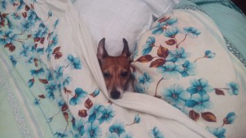 Ой, даже не знаю, а насколько они глупые? Кстати, у тебя "Джек-Рассел" на фото? 
А то больно рожа знакомая.