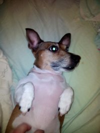 а ведь я ошибся, моя тоже не Пафнутьевна, а Нафаньевна. Незнаю почему, но с первого момента я путал эти два имени.
Может даже и родственники, папку её Нафаня звали, а может и сейчас зовут. Весь из себя победитель на конкурсах, как и мамка, но её имени не помню.
А искать бумажку с родословной и печатями лень.
Мы тоже не лыком шиты, с младенчества официально являемся признанным представителем породы, на каком-то там жюри.
На эту тему у неё даже татуха на пузе есть. :)