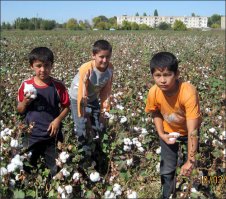 в Узбекистане со школьниками практикуются до сих пор работы на полях под горячим солнышком. Шестиклассники на сборке хлопка