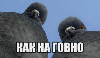 голуби смотрят на тебя как....)