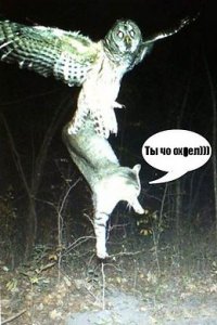 Ты - не ты, когда голоден!