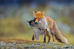 Фото о дикой природе — самом неизведанном, что есть на земле