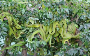 Скушай яблочко