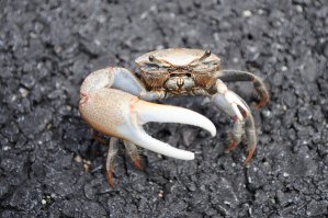 Одинокий Краб.