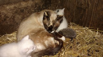 у кого гости, а у кого гостинцы