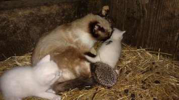 у кого гости, а у кого гостинцы