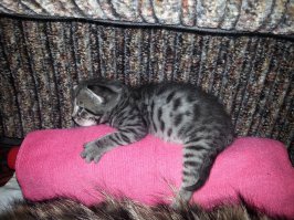 Домашние животные в поисках тепла