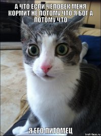 Как обмануть кота 