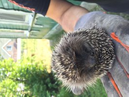 Вот наши гости на даче, целый выводок, все лето кормили этих разбойников. А ещё они жуткие помоечники, все пакеты с мусором разворошат, если не завязать хорошенько.