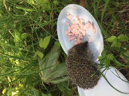 Вот наши гости на даче, целый выводок, все лето кормили этих разбойников. А ещё они жуткие помоечники, все пакеты с мусором разворошат, если не завязать хорошенько.