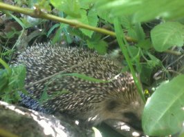 А этот товарищ ко мне на дачу приходил.Сфотографировать удалось.Видел его всего 1 раз,но его присутствие все лето ощущал.Пропали все ужи,ящерицы,всякие пожиратели урожая:гусеницы,слизни и т.д.Полезный зверек.