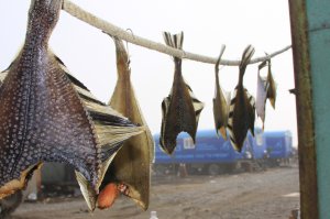 сытая и довольная рожа, греется в лучах первых солнечных дней Камчатки