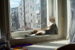 Домашние животные в поисках тепла