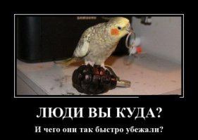 Этот брошенный какаду был так расстроен, что повыдергивал все свои перья