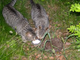 На даче хотели ежа покормить сметанкой, но коты не поняли такого безобразия.