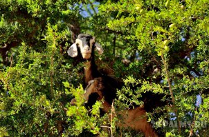 Как раз по дороге из Агадира в Эс-Сувейру козы, лазающие по деревьям, очень часто встречаются