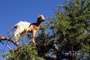 Как раз по дороге из Агадира в Эс-Сувейру козы, лазающие по деревьям, очень часто встречаются