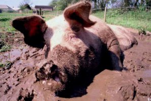 Мгновенное наказание "свиньи"