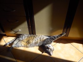 moj