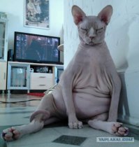 "Захоти", лысого, только добавляй, что, жаль ему угри давить надо