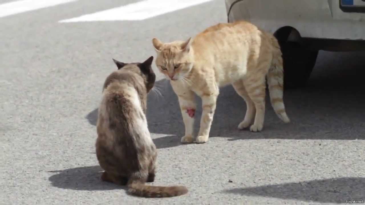 Кошки дерутся между собой. Кошки дерутся. Драка с котом. Драка котов. Кот нападает.