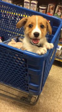 -Извините, а это чудо Вы в каком отделе взяли?))))