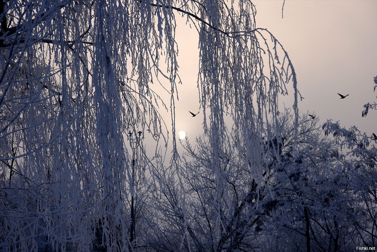 Ледяной дождь фото природы