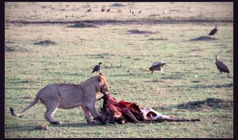 обычный африканский день...