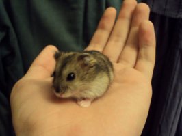 У меня одно время в коробке жил джунгарский хомяк. Мелкий меховой комочек позитива по кличке Кровавый Космонавт. Почему Кровавый Космонавт? спросите вы. Он был таким смешным и позитивным, что каждый, кто его видел, хотел потрогать его пальцем - такой он маленький был, что два пальца для него было много. По мере приближения пальца он как будто не замечал ничего и в один момент бросался на него и впивался двумя зубами в палец!!!  Люди от неожиданности отдергивали руку, но было уже поздно - четыре острых зуба впивались в плоть. Хомяк летел как из катапульты к потолку на орбиту, а палец кровоточил как после укола медсестры на сдаче крови на анализ. Вот такой вот Кровавый Космонавт.