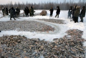 1. Нужно правильно почистить, вынуть желчь - в интернете полно видео.
2. В зависимости от желаний - внутренности можно заменить рисом, или оставить как есть - самый "шарм".
3. Время готовки определить по массе карася. Тут по рецепту еще и в плиту, значит обжаривать нужно меньше - хотя мне самой вкусной является жареная "корочка" :)
4. Если в плиту, то надрезы делать необязательно, рыба не мясо, быстрее готовиться.
5. Обычно карась жариться не в такой маленькой сковороде, а намного побольше, чтобы сразу несколько карасей - одним сыт не будешь. У нас есть электросковородка советская, вот в ней самое то, а в современных получается почему-то не так вкусно.
Приятного аппетита!

p.s. Самые вкусные - небольшие караси - примерно с ладонь - обжаривать удобнее.