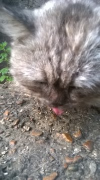 Предпочитаю котов )