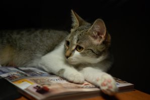 Мой ещё и читает