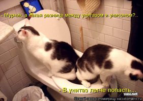 Ну очень культурный кот!