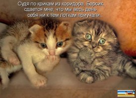 Ну очень культурный кот!
