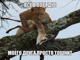 Невероятное отношение леопарда к маленькому бабуину