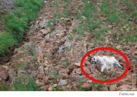 20 смешных собак, которые совершенно не умеют играть в прятки