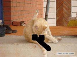 Новый тренд: В Инстаграм пользователи ретушируют интимные части тела своих питомцев