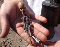 Вот нашенский фей Алёшенька и чилийский.