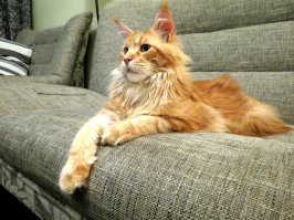 У нас свой Кот-Котище)