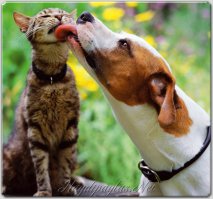 Как кошка с собакой