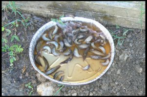 По моему нас целенаправленно хотят <span style='color:gray'>[мат]</span>....обмануть!Слизни с улитками тоже от всех соседей придут!Они от пива тоже прутся!