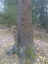 Подмосковье.