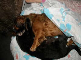 ну, внесу и я свою лепту) вот - такса и кошка, которую она выкормила сиськой с недельного возраста. кошку нашли на помойке слепую, с едва отпавшей пуповиной. кормили пипеткой несколько дней, а потом такса ее отмела себе под брюхо и на второй день "отметения" поперло молоко))