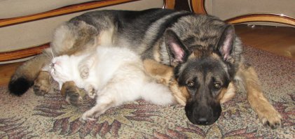 Как кошка с собакой