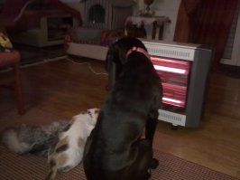 зимнее перемирие - когда холодно, то не до видовых разногласий