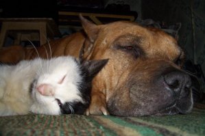 Графыч с кошаком!