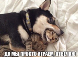 Как кошка с собакой